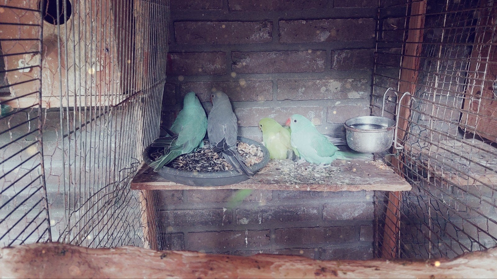 BABYS HALSBANDEN TAM TE MAKEN, Dieren en Toebehoren, Meerdere dieren, Parkiet, Tam