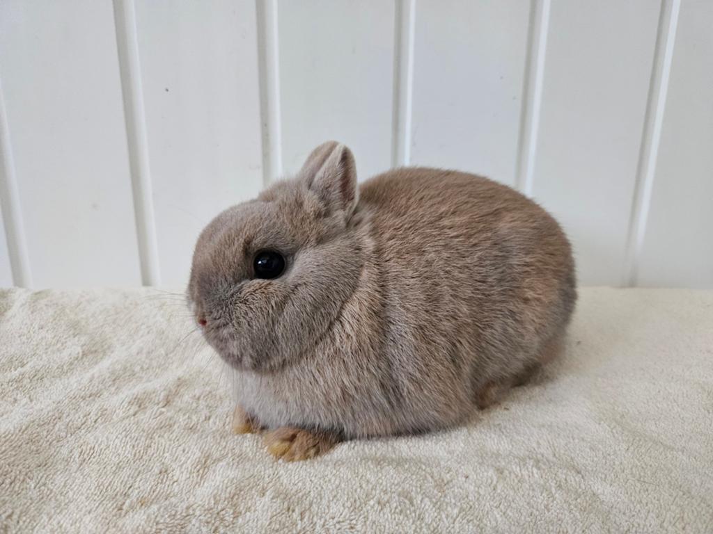Kleine kleurdwerg voedster, Dieren en Toebehoren, Konijnen, Vrouwelijk, Dwerg