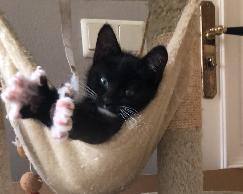 Nog 1 super lief katertje beschikbaar!, Dieren en Toebehoren, Katten en Kittens | Overige Katten, Kater, Kortharig, 0 tot 2 jaar