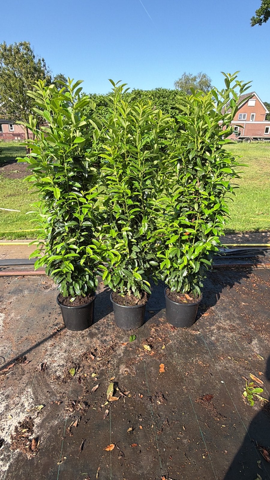 Potgekweekte laurier Genolia. 150-175 cm, Tuin en Terras, Planten | Struiken en Hagen, Ophalen of Verzenden, Laurier, 100 tot 250 cm
