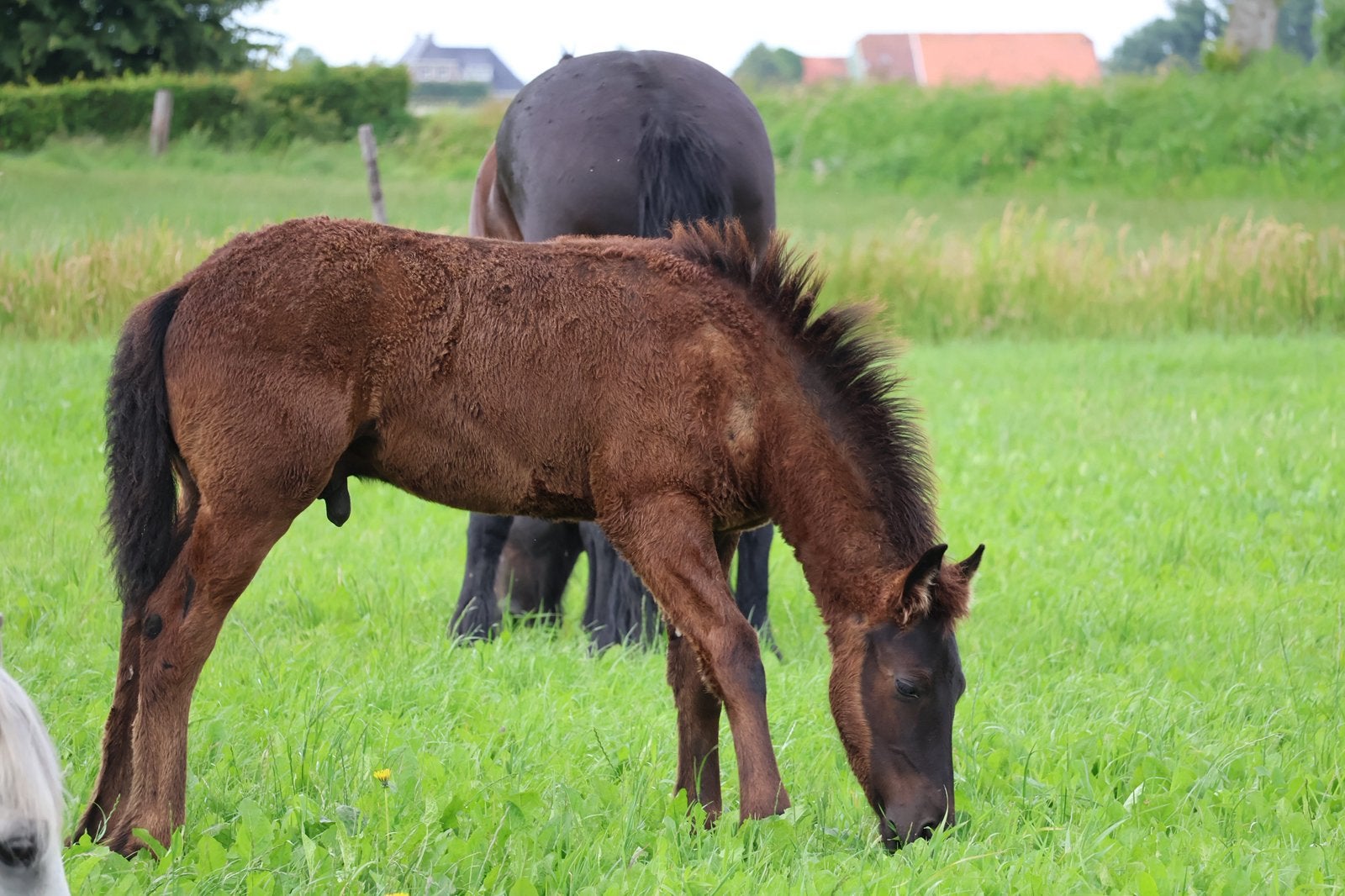 Prachtig Barock Pinto hengstveulen, Dieren en Toebehoren, Paarden, Minder dan 160 cm, Met stamboom, Niet van toepassing, Dressuurpaard