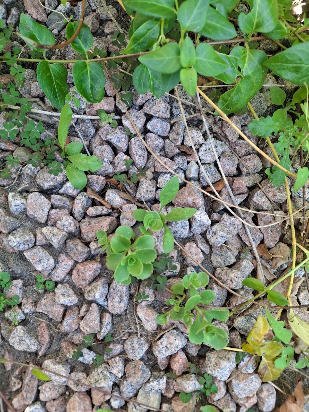 Gratis ophalen Schots graniet split roze/grijs ong 7m2, Ophalen, Gebruikt, Split