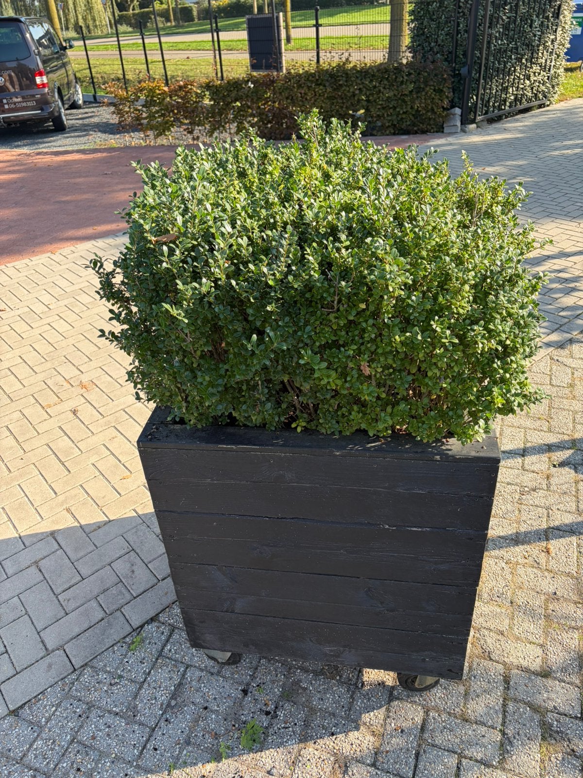 Plantenbak 80x80x80cm ilex planten 40/50 cm, Ophalen, Zo goed als nieuw, Hout