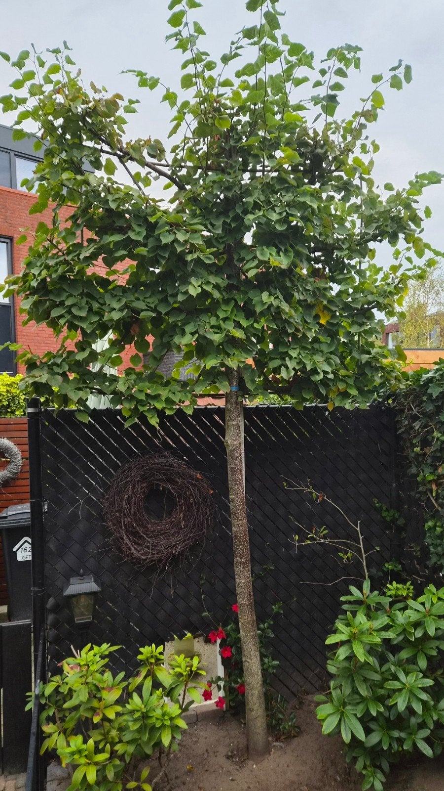 Prachtige Leiboom - Ideaal voor privacy en schaduw, Tuin en Terras, Bloeit niet, Leiboom, 250 tot 400 cm, Ophalen
