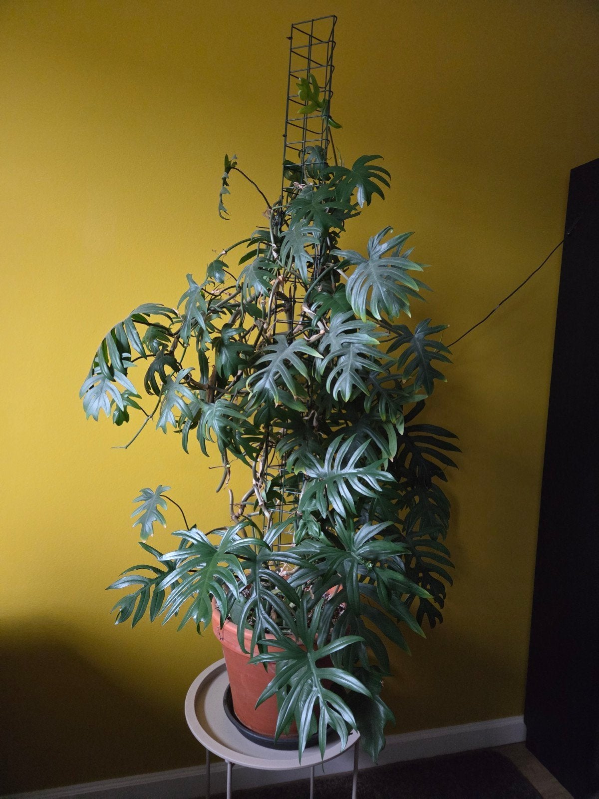 Grote Philodendron Mayoi met baby Madagascar Jewel, Huis en Inrichting, Ophalen, Halfschaduw, Minder dan 100 cm