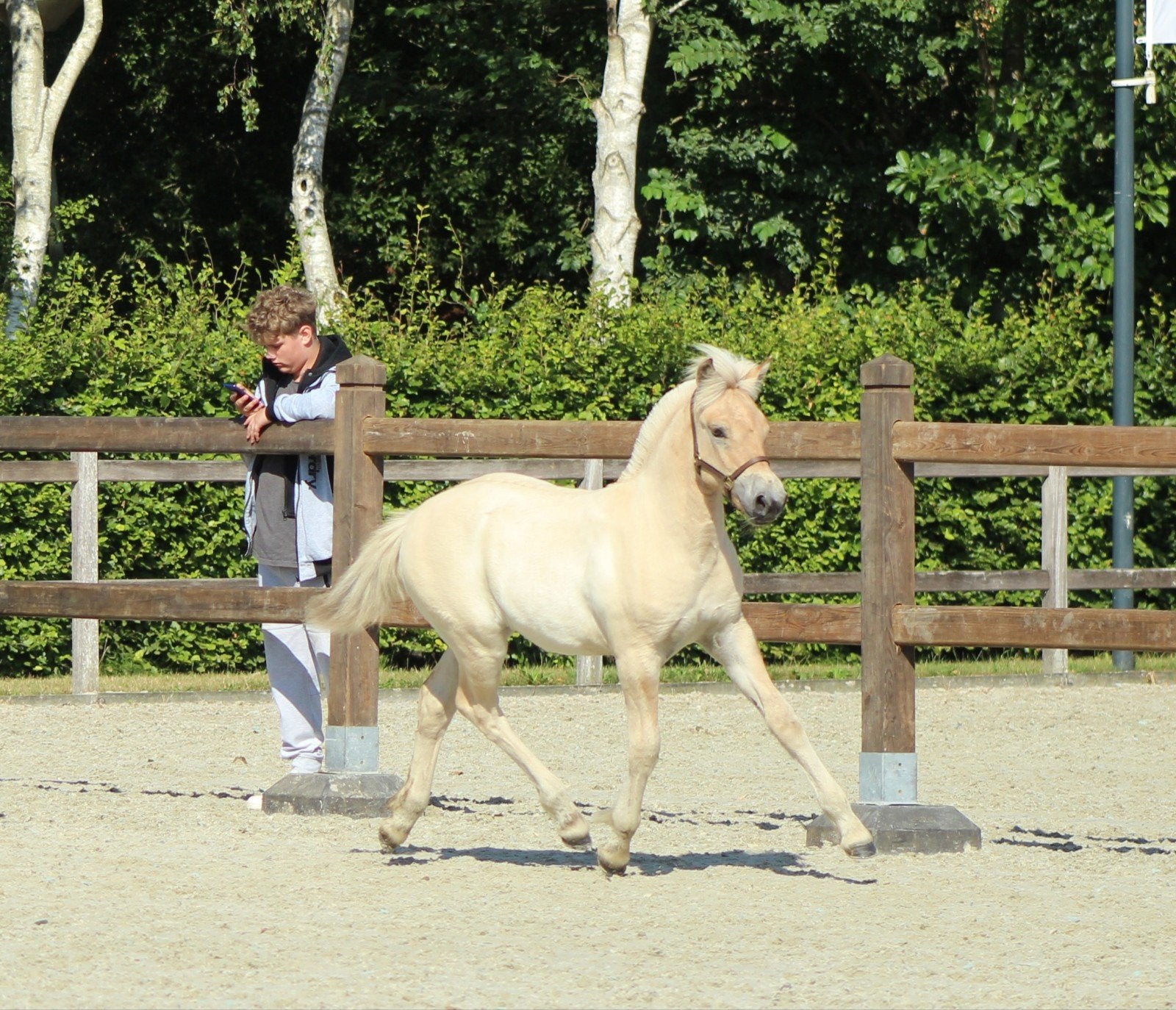 Gewijzigde Advertentie !!  Fjorden merrieveulen, Merrie, Recreatiepaard, Met stamboom, 0 tot 2 jaar
