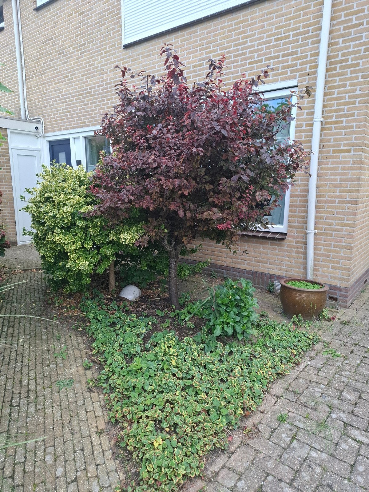 Roodbladige boom aangeboden, Tuin en Terras, Overige soorten, Lente, 250 tot 400 cm, Ophalen