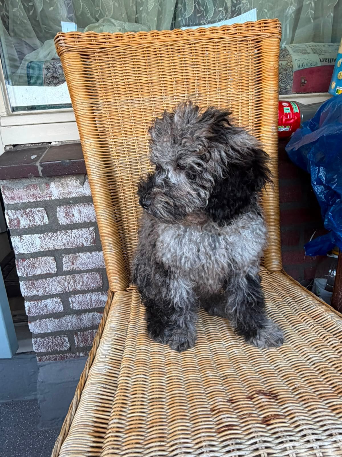Puppy Toy poedel 3 maanden oud zoek een zorgzaam baas nodig, Poedel, Reu, 8 tot 15 weken, Parvo
