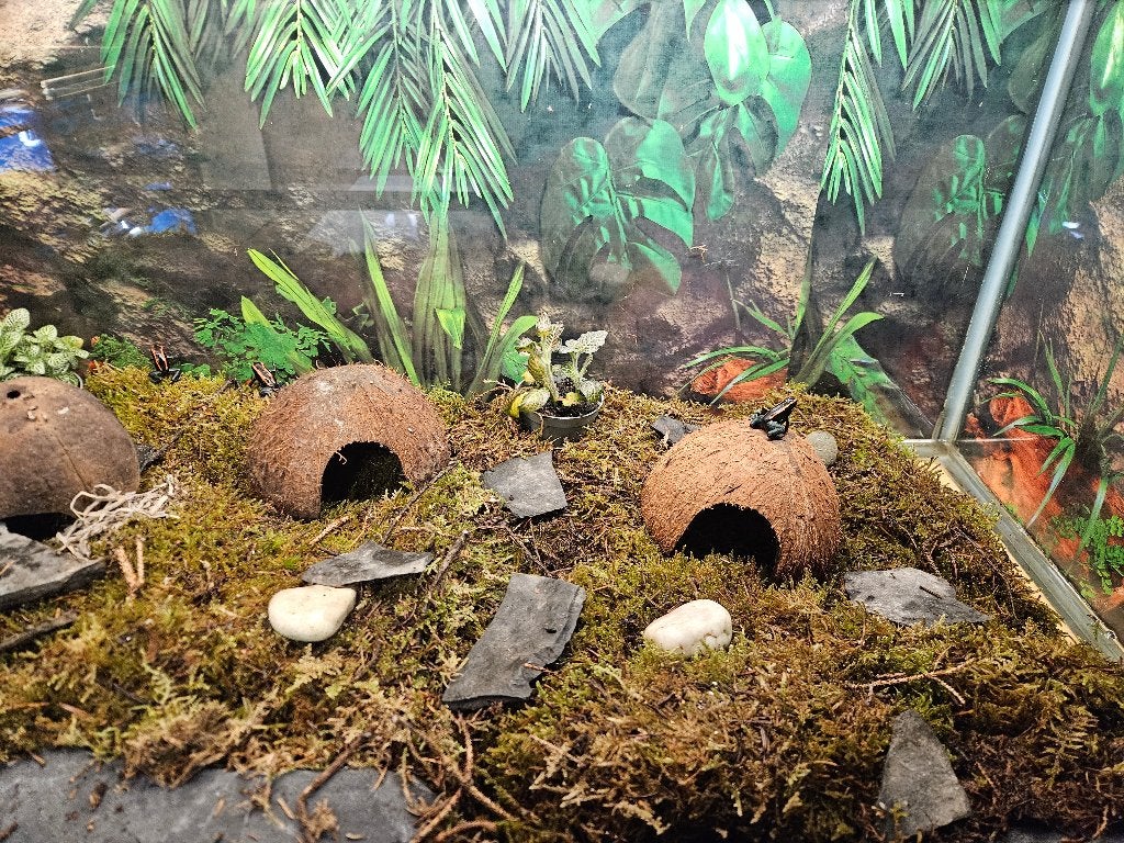 Phyllobates Vittatus Gestreepte pijlgifkikker Frog photo 4