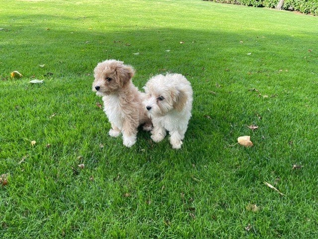 Mooie Maltipoo pups, Overige rassen, 8 tot 15 weken, Teef, Meerdere