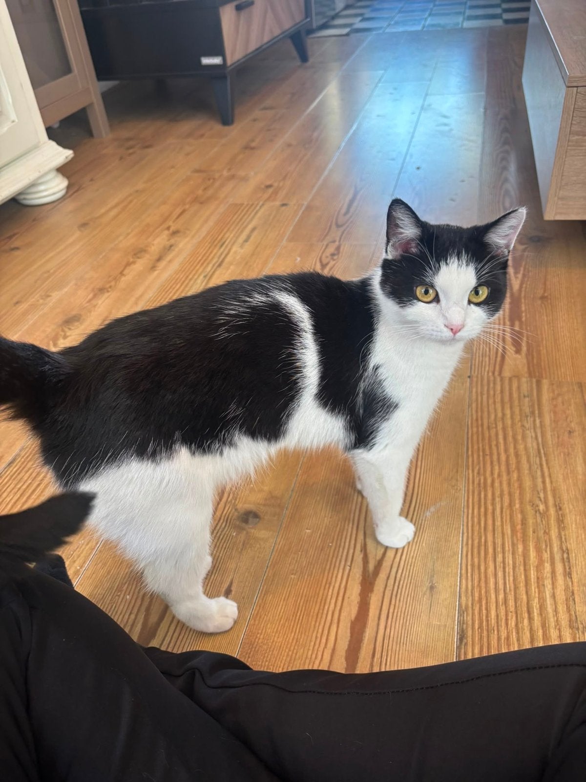 1 kater en 1 poes, Dieren en Toebehoren, Katten en Kittens | Overige Katten, Kater, Kortharig, 0 tot 2 jaar