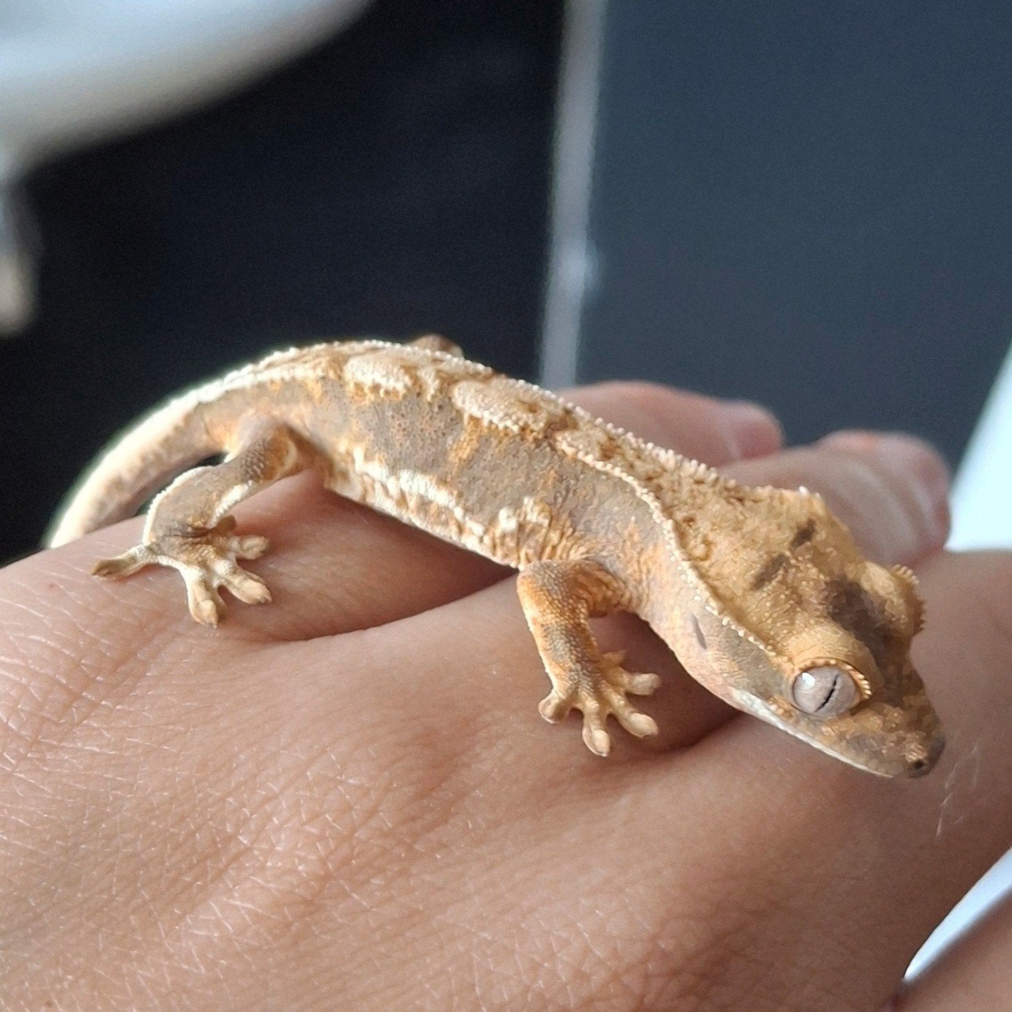 Leuke lilly white wimpergekko/crested gecko (0.0.1), Hagedis, 0 tot 2 jaar