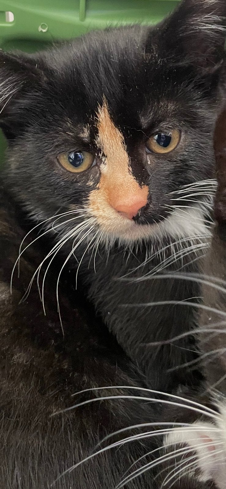 Kittens, zwart wit en bruin, Dieren en Toebehoren, Katten en Kittens | Dekkaters, 0 tot 2 jaar