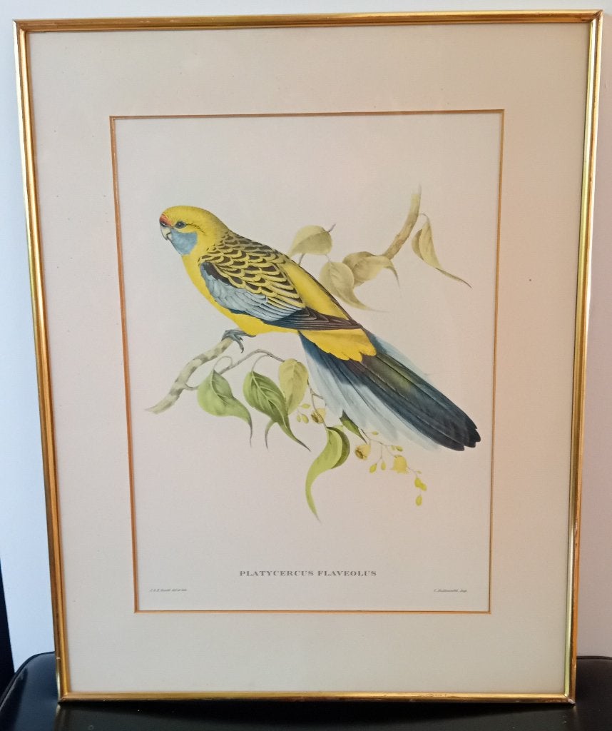 John Gould, Platycercus Flaveolus, Dieren, Ophalen of Verzenden, Print, Papier