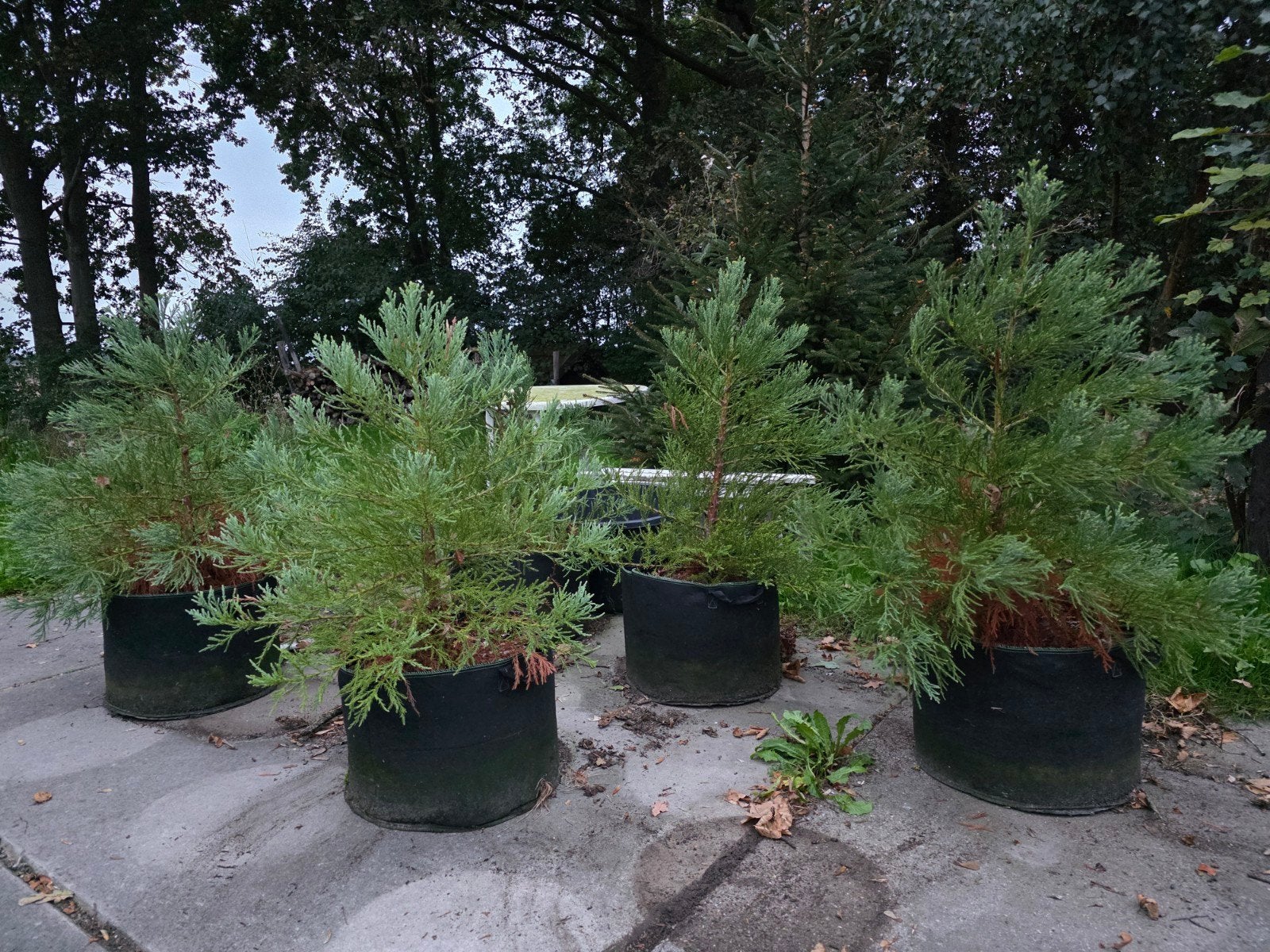Sequoiadendron Giganteum mammoetboom 80 cm hoog, Tuin en Terras, Bloeit niet, Overige soorten, 100 tot 250 cm, Ophalen