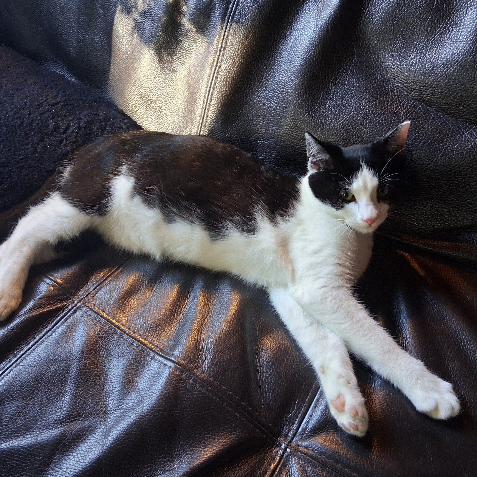 jonge kater, Kater, Kortharig, 0 tot 2 jaar