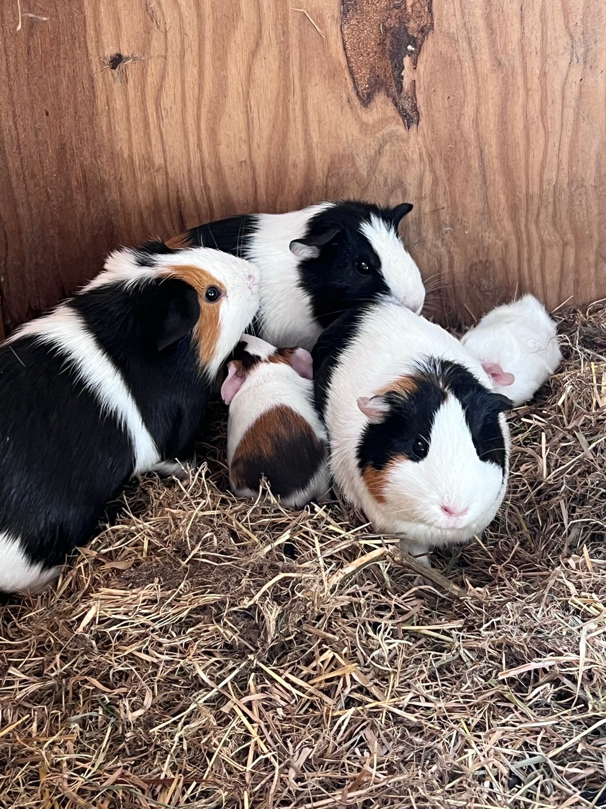 Cavia’s, Dieren en Toebehoren, Knaagdieren, Cavia, Mei, Meerdere dieren, Tam