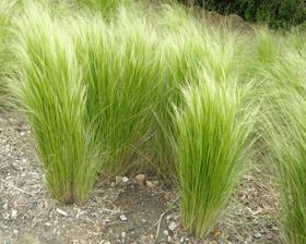 Stipa tenuissima Thinny, Ophalen of Verzenden, Voorjaar, Volle zon, Zaad