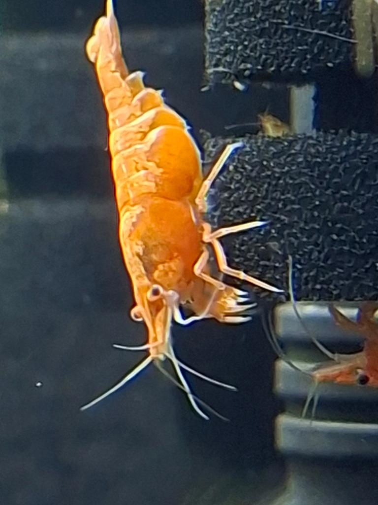 Verschillende kleuren garnalen (neocaridina), Kreeft, Krab of Garnaal, Zoetwatervis, Schoolvis