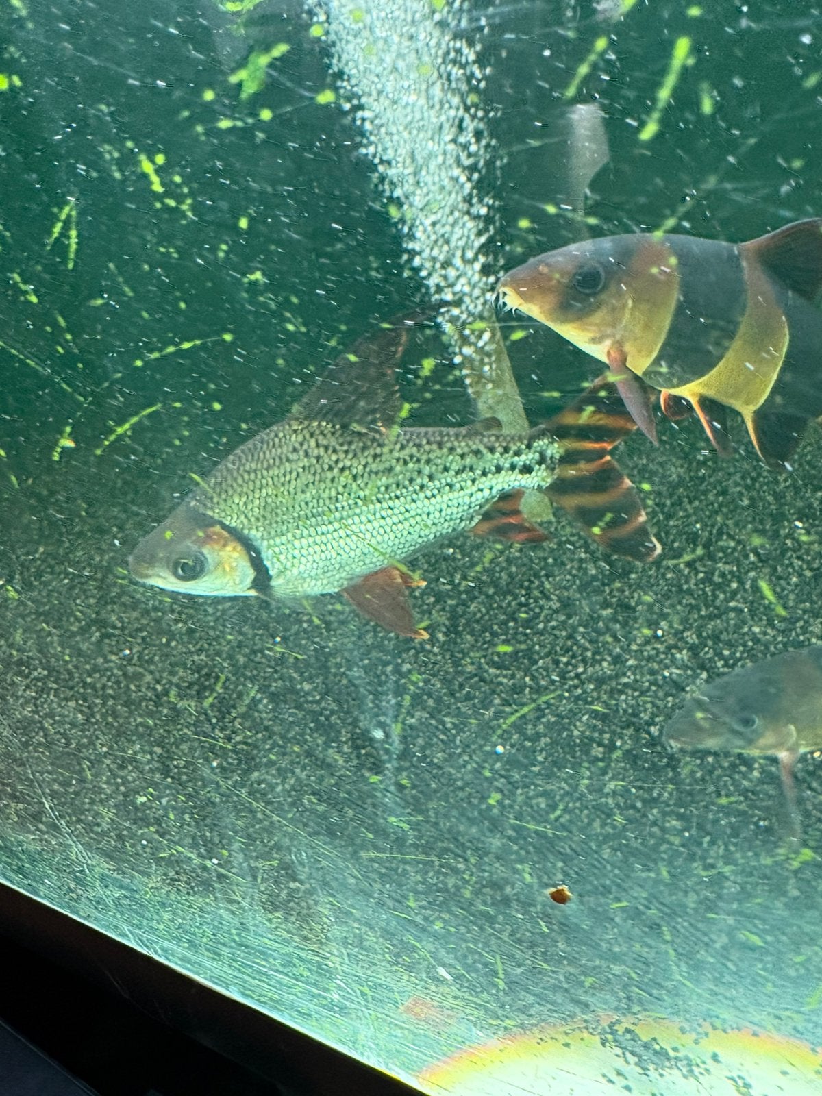 Roofvissen aquarium vissen, Vis
