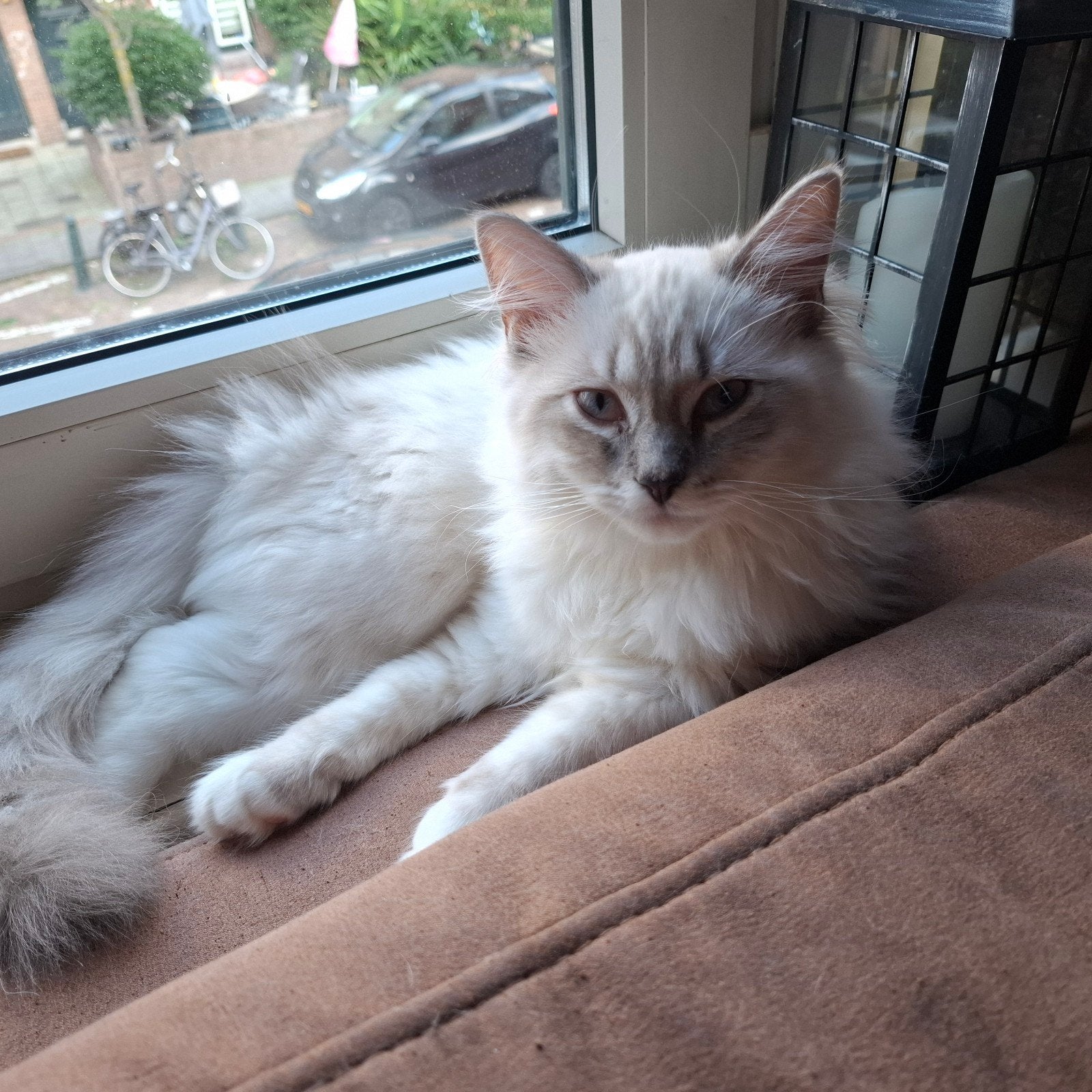 Kitten ragdoll x britse korthaar katertje, Kater