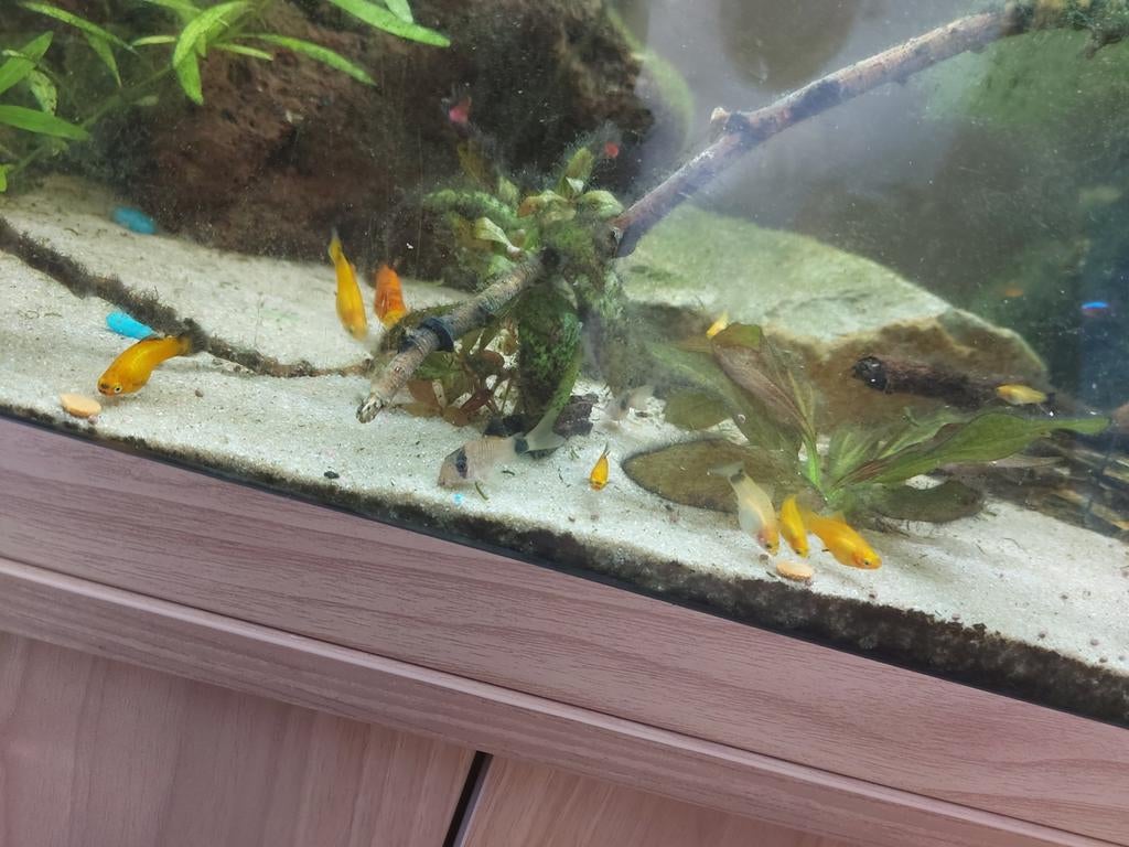 Baby vissen (Platys) te Koop, Dieren en Toebehoren, Vis