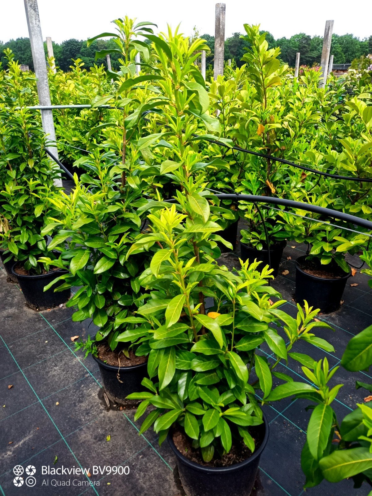 45 laurier Prunus genolia +-125cm smal blijvende laurier, Tuin en Terras, Planten | Struiken en Hagen, Ophalen of Verzenden, Laurier