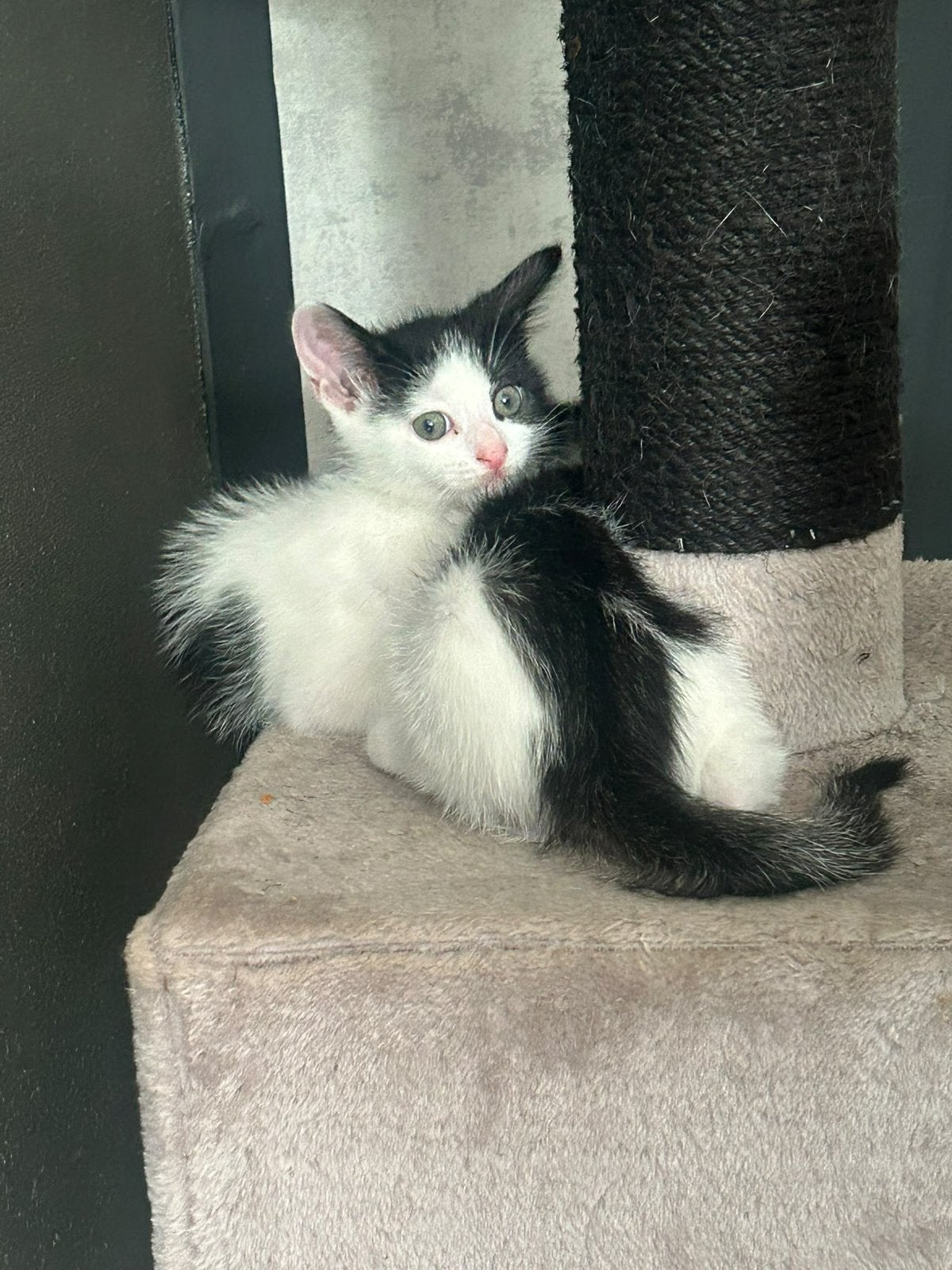 De laatste kater is opzoek naar een for ever home❤️, Meerdere dieren, 0 tot 2 jaar
