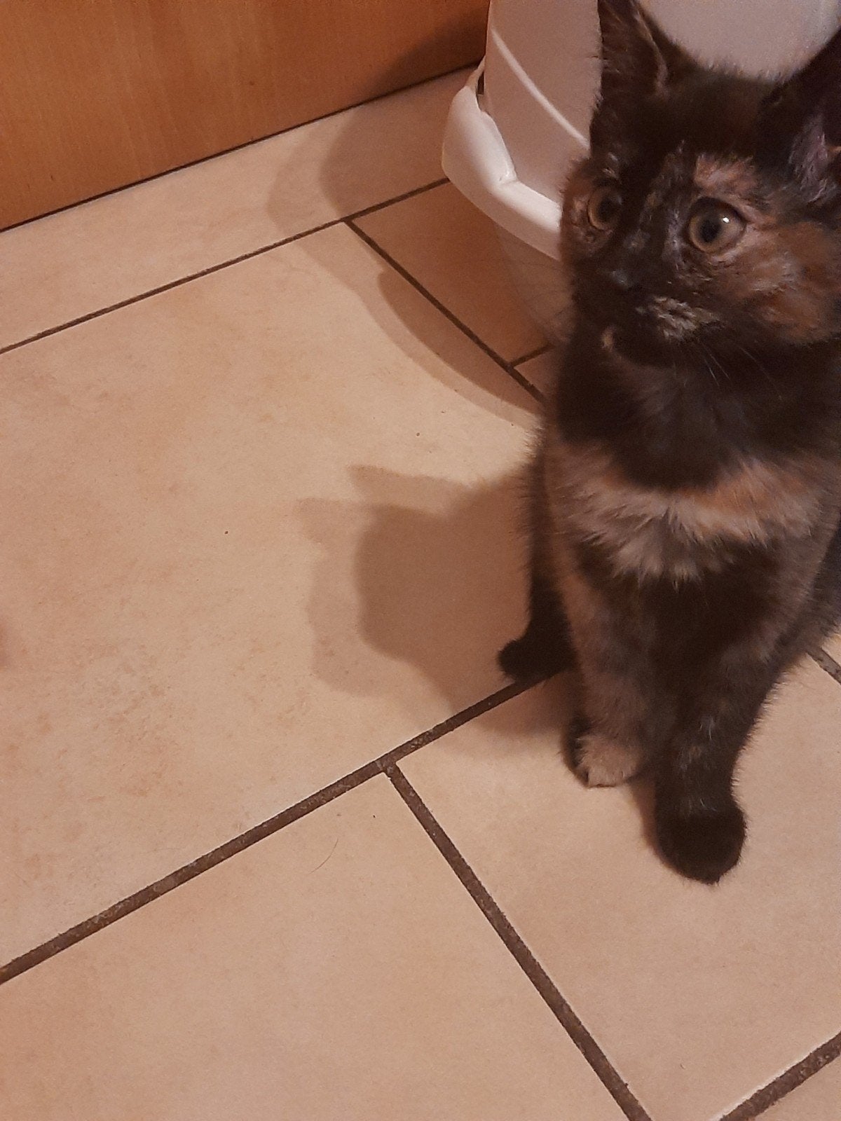Schattige kittens zoeken een liefdevol thuis, Dieren en Toebehoren, Meerdere dieren