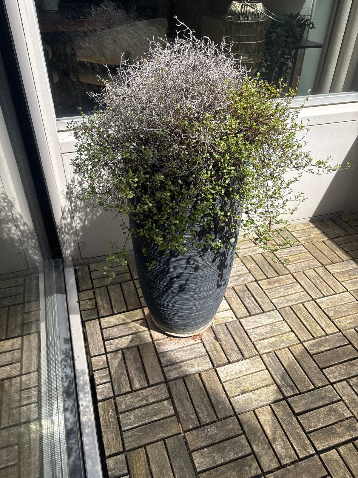 Zwarte Bloempot met Plant, Gebruikt, Balkon, Rond, Aardewerk