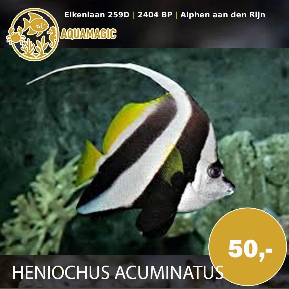 heniochus acuminatus, Vis, Zoutwatervis