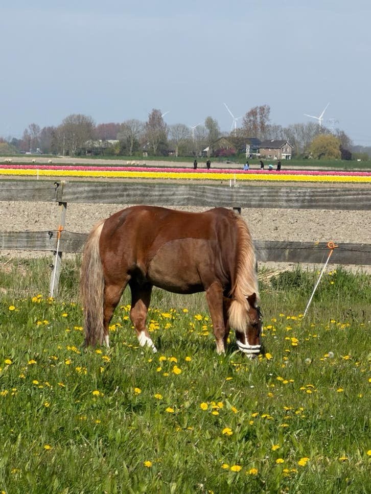 B welsh pony te koop, Gechipt, Minder dan 160 cm, Ruin, Dressuurpaard