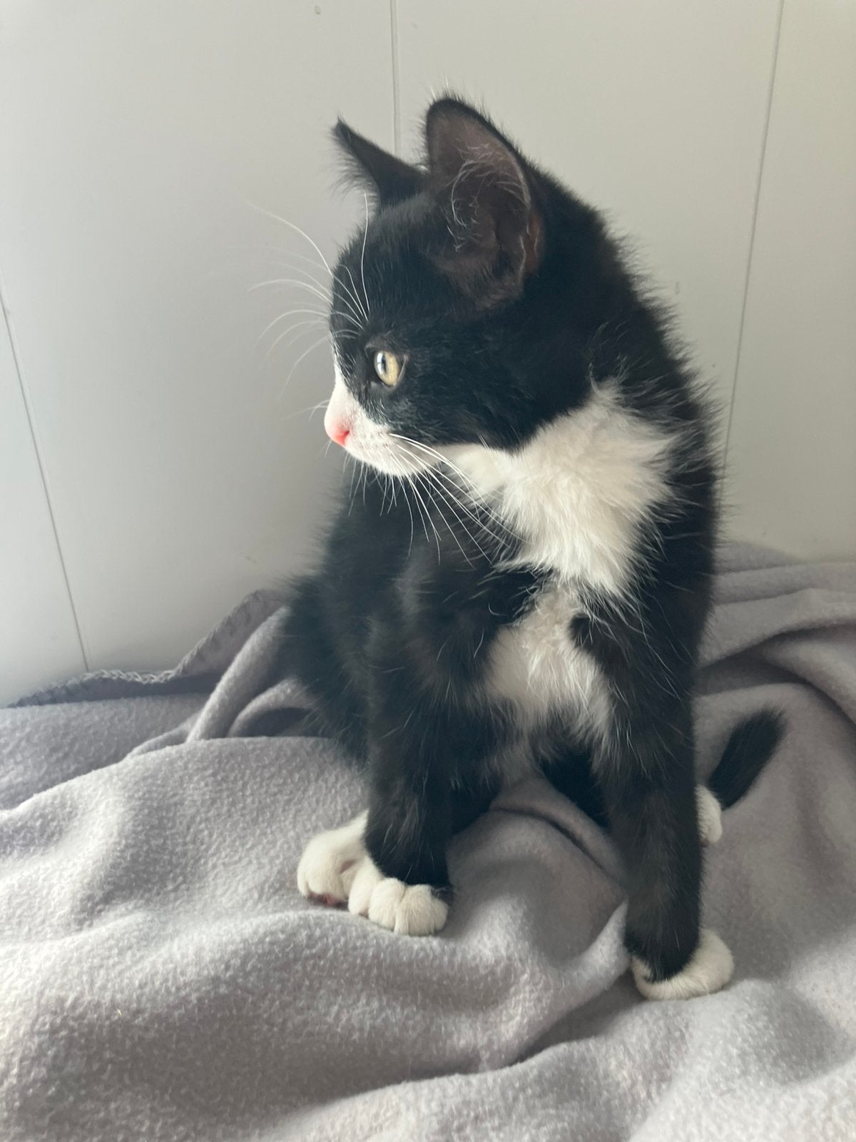 Lieve kittens, Meerdere dieren