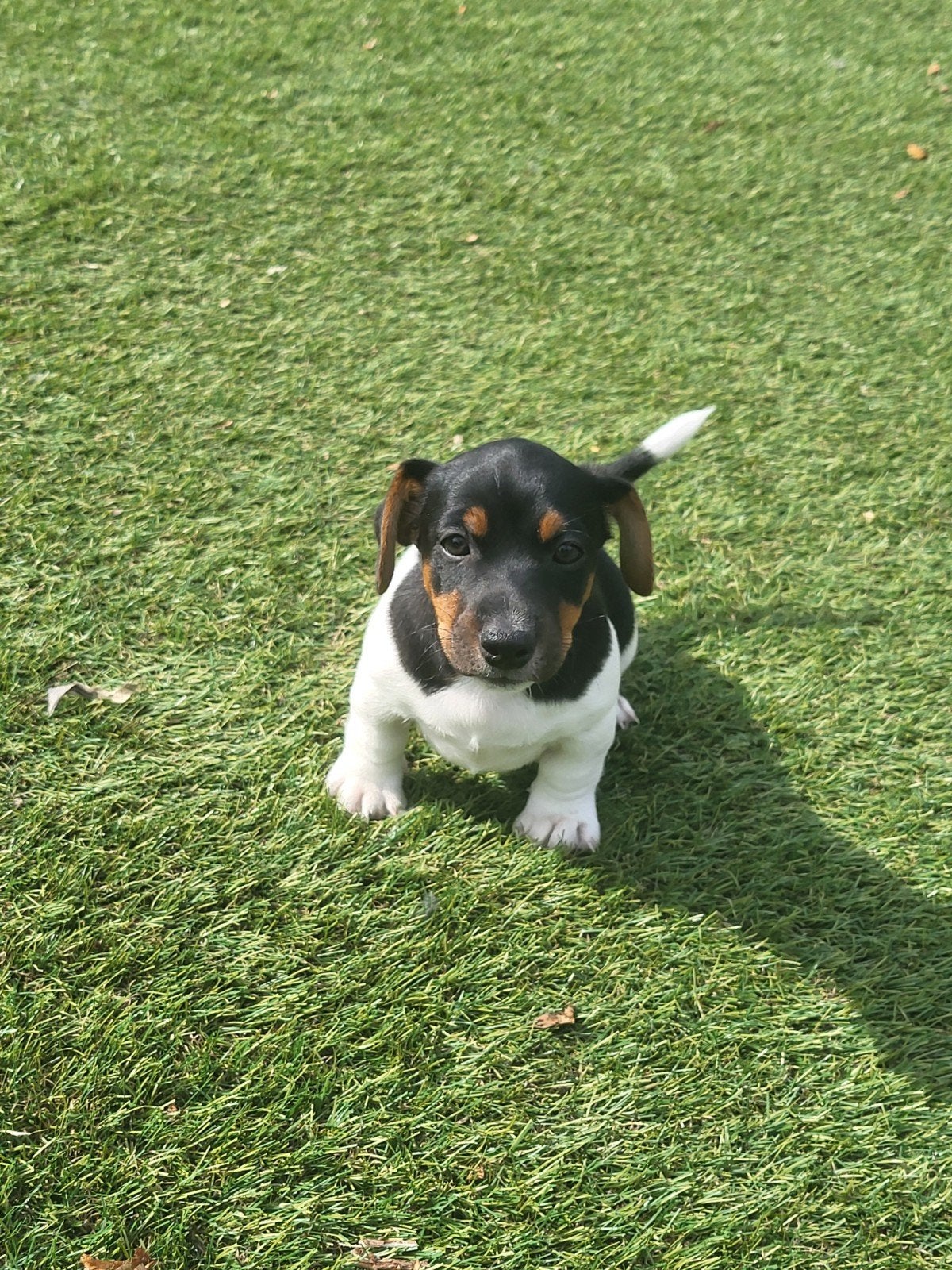 jack russell pups 2 reutjes nog beschikbaar, 8 tot 15 weken, Meerdere, Meerdere dieren, Klein