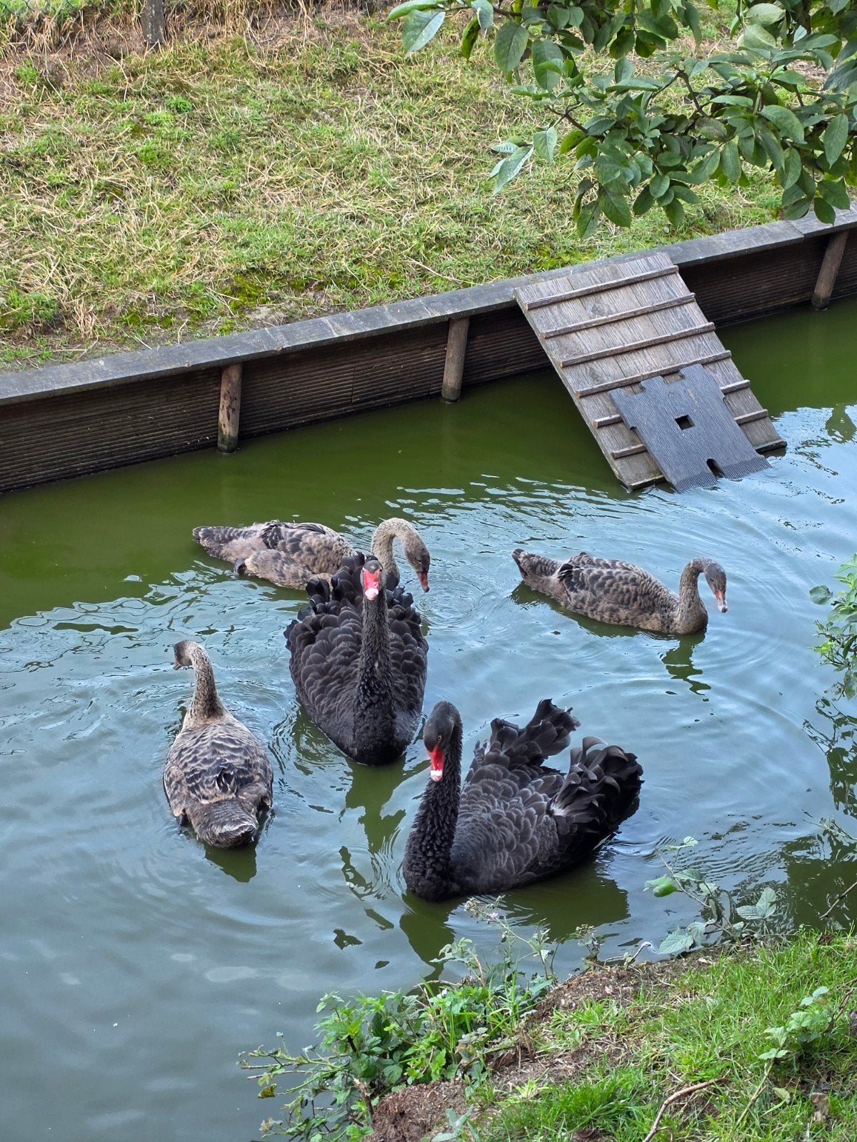 Tekoop jonge zwarte zwanen, Dieren en Toebehoren, Pluimvee, Geslacht onbekend, Gans of Zwaan