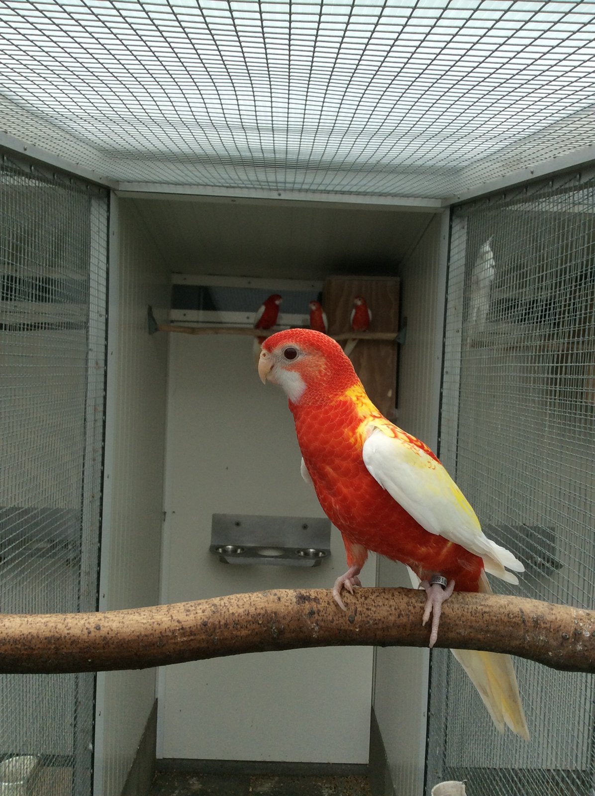 Rubino rosella, Meerdere dieren, Parkiet, Geringd