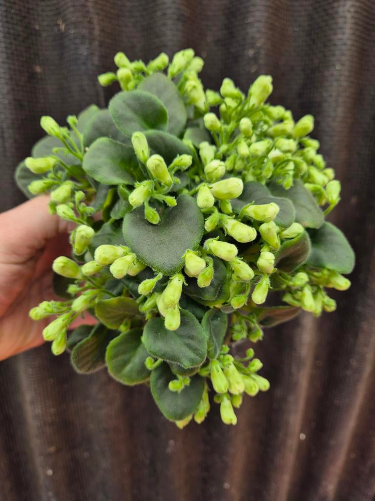 Saintpaulia Trailing White Trumpet p12 (2), Ophalen of Verzenden, Halfschaduw, Minder dan 100 cm