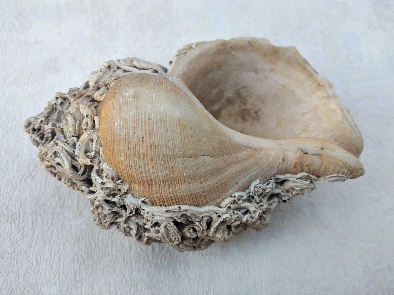 Decoratieve schelp met koraalstructuur, Gebruikt, Beige, Overige stijlen, Ophalen of Verzenden