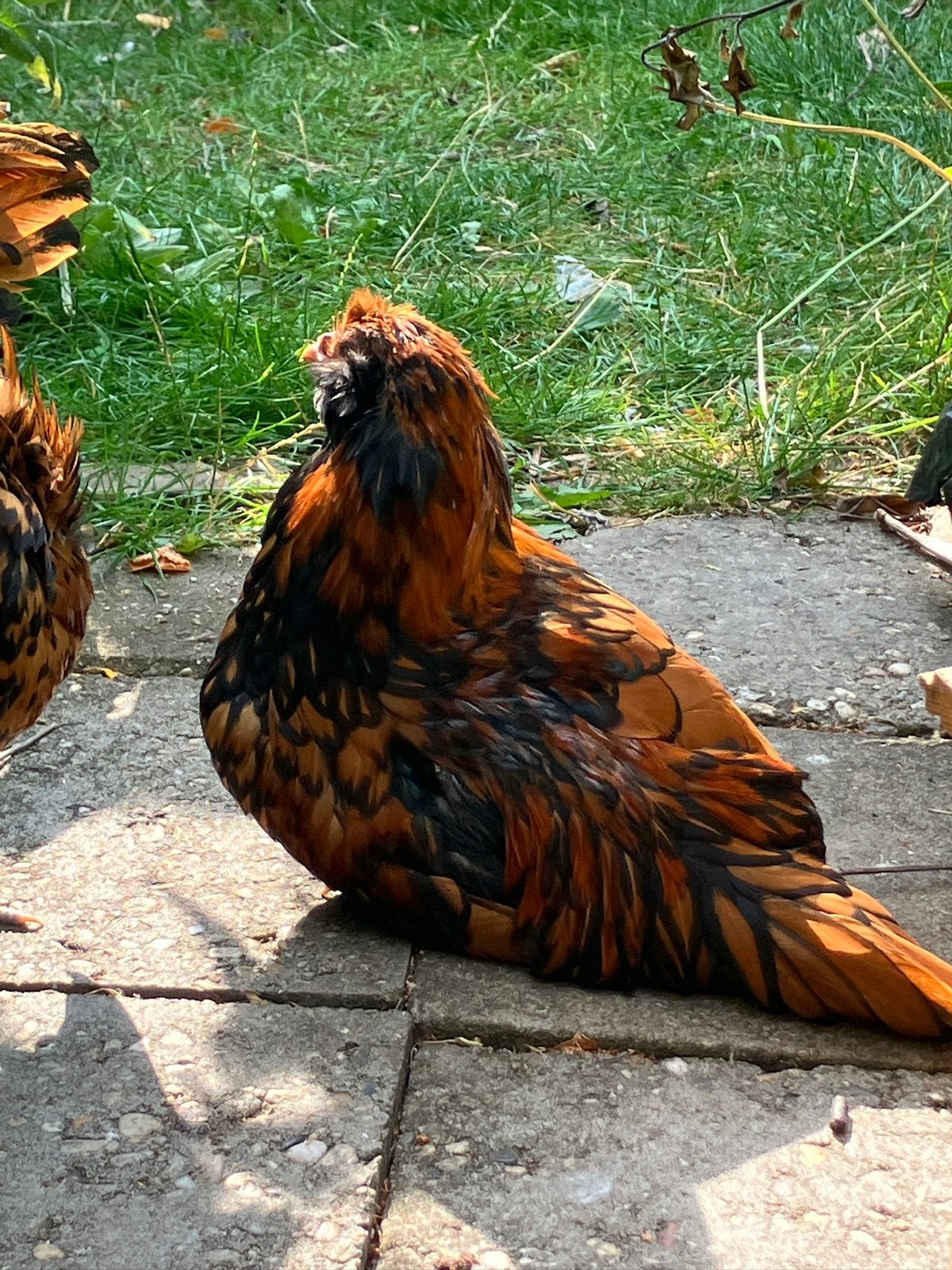 Jonge haan Hollandse Uilebaard, Dieren en Toebehoren, Pluimvee, Mannelijk, Kip