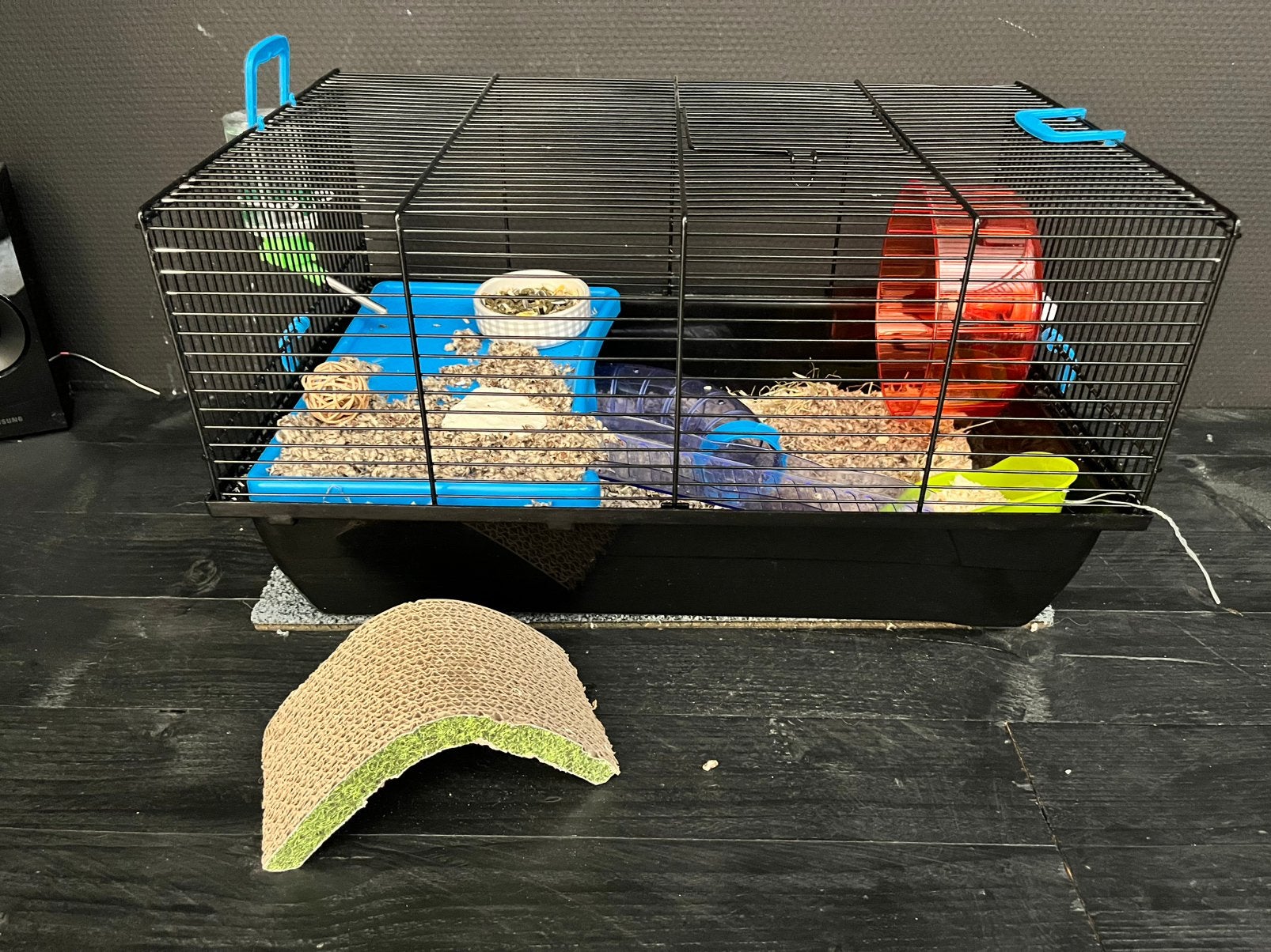 Hamster en toebehoren, Dieren en Toebehoren, Hamster, Augustus, Vrouwelijk, Tam