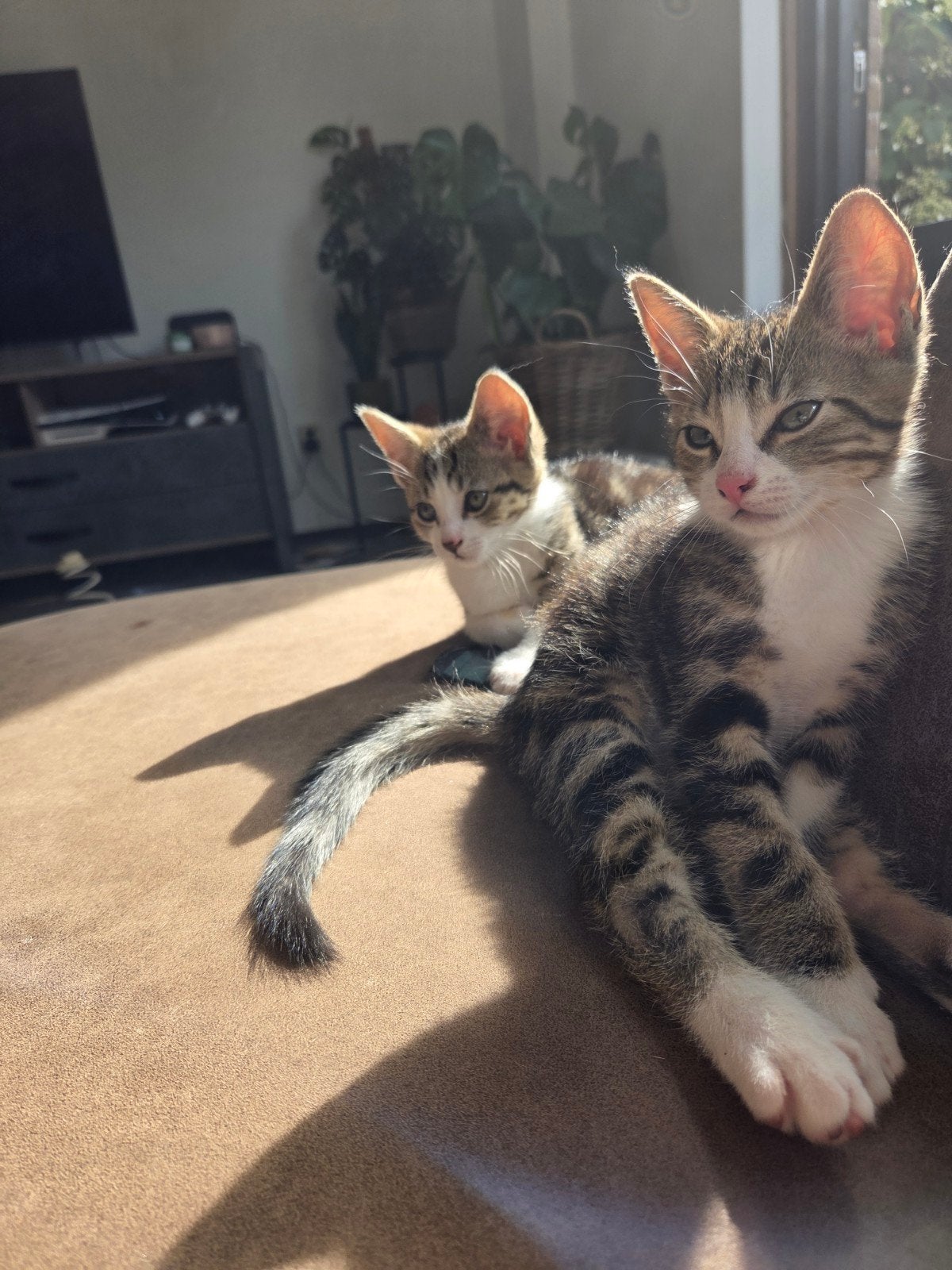 2 hele lieve kittens, Meerdere dieren