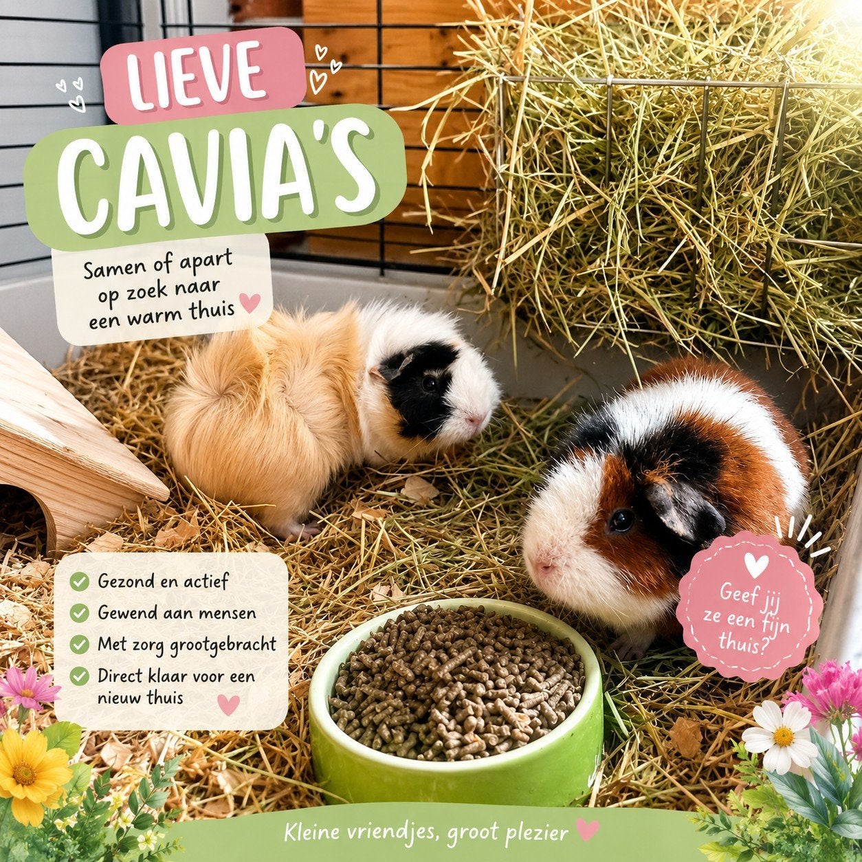 zeugen koppel, Cavia, Vrouwelijk, Januari, Tam