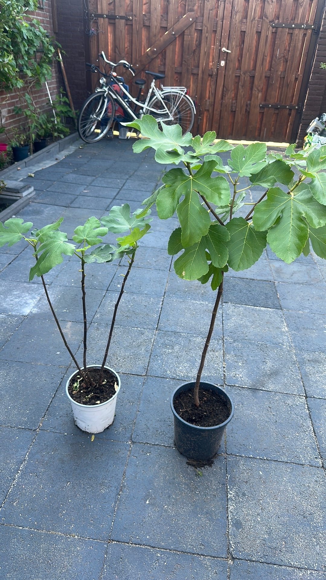 Vijgenboom, Tuin en Terras, Volle zon, Bloeit niet, Minder dan 100 cm, Overige soorten