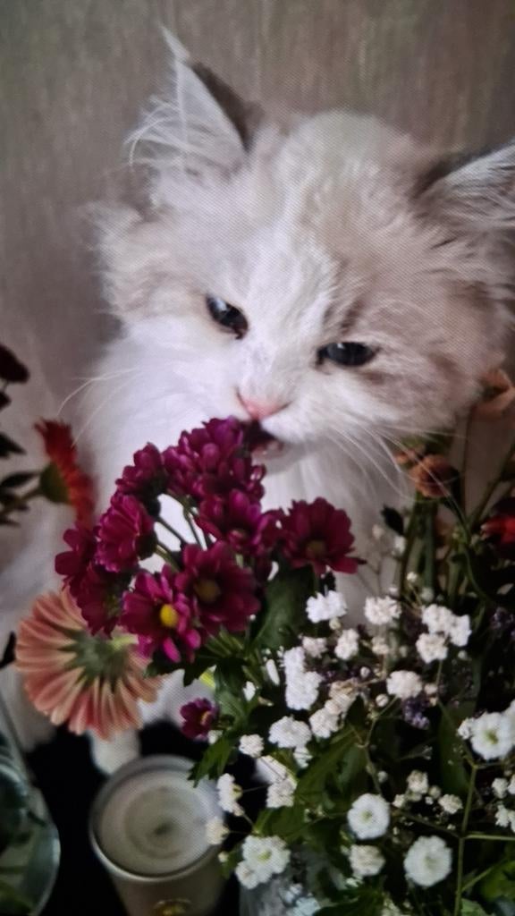 Ragdoll kittens, Meerdere dieren