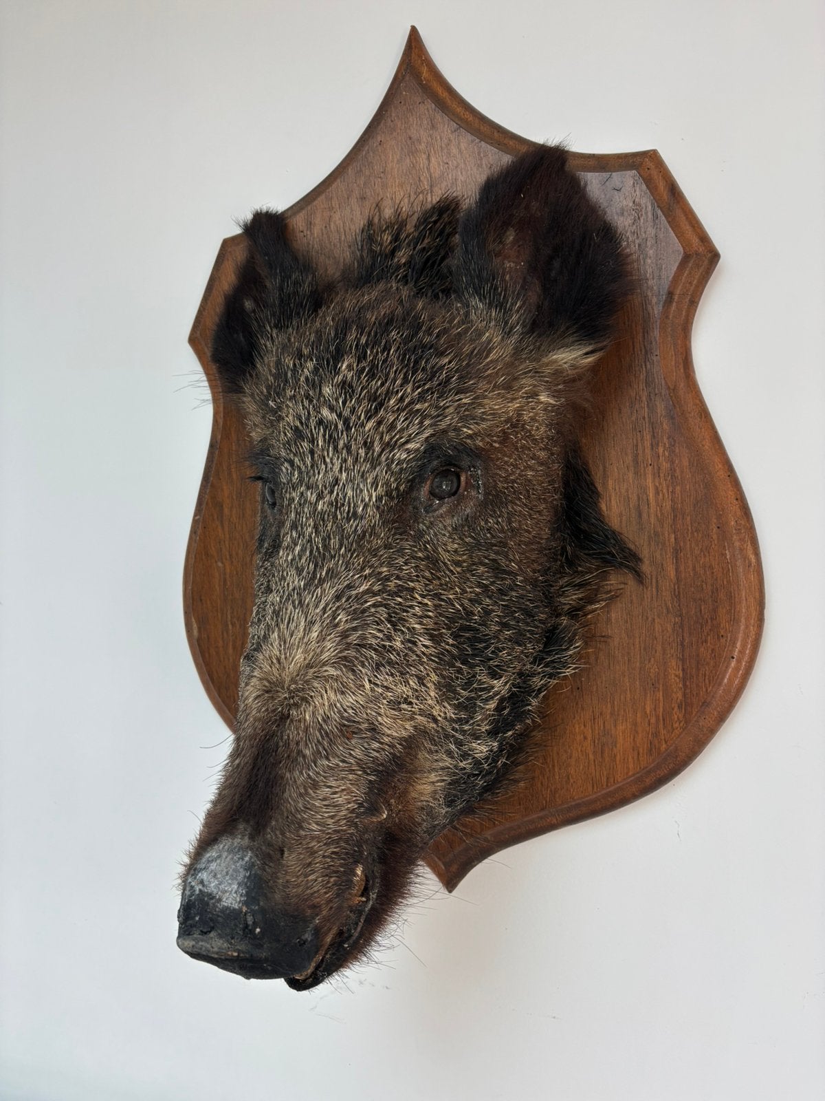 Fraaie opgezette kop wild varken / everzwijn taxidermie, Ophalen of Verzenden, Zo goed als nieuw, Wild dier, Opgezet dier