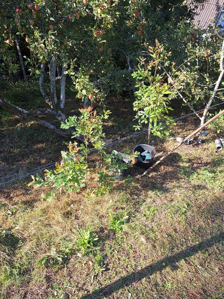 Boompjes: eik, esdoorn, walnoot, lijsterbes, Tuin en Terras, Ophalen, Halfschaduw, Overige soorten, 100 tot 250 cm