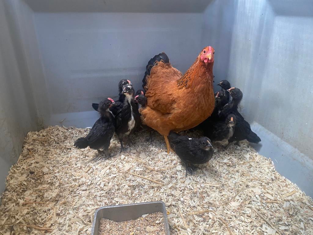 Kip met kuikens, Dieren en Toebehoren, Meerdere dieren, Kip