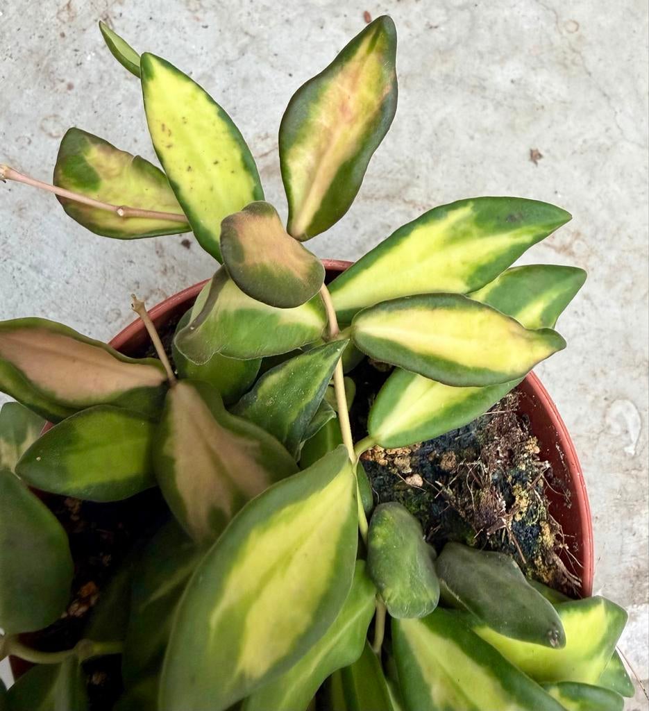 Hoya DS70 p12, Overige soorten, In pot, Minder dan 100 cm, Bloeiende kamerplant