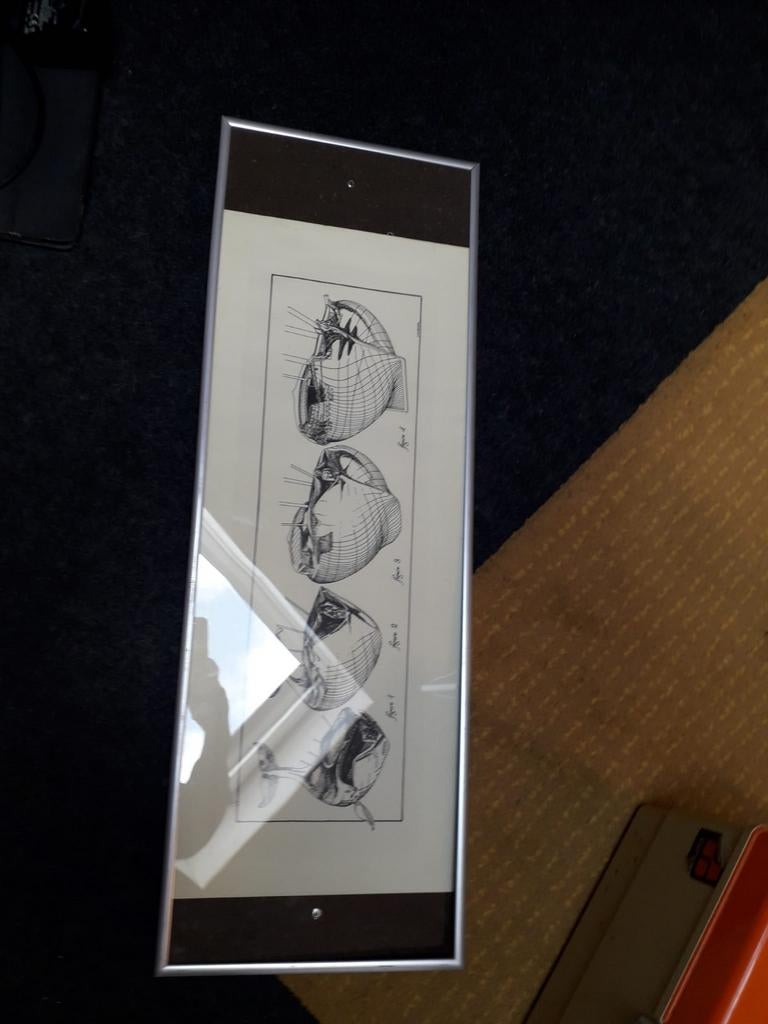 Schilderijenlijst, Ophalen of Verzenden, Rechthoekig, Minder dan 50 cm, Minder dan 100 cm