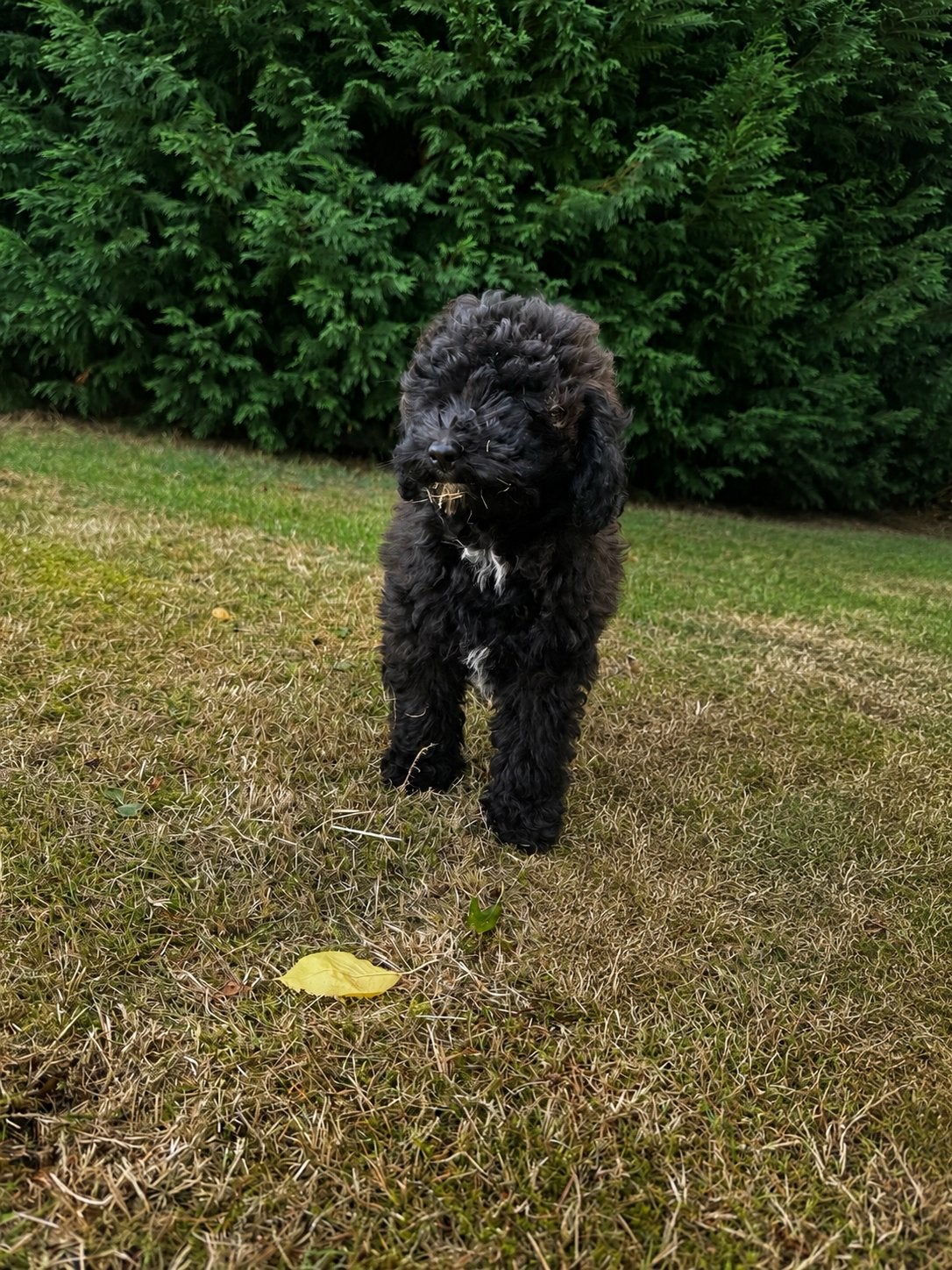 Maltipoo x mini labradoodle teefje, Parvo, 8 tot 15 weken, Teef, Eén hond